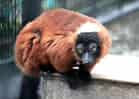 動物図鑑・アカエリマキキツネザル 1